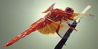dragonfly