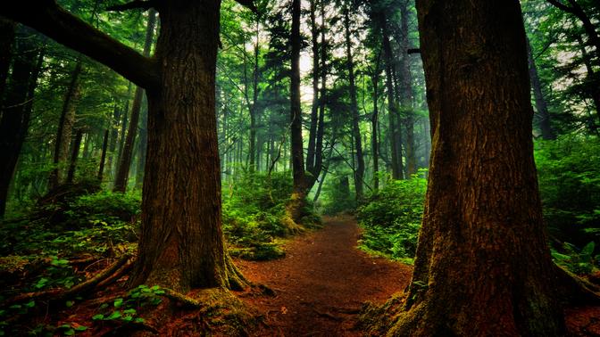 forest photo